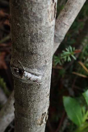 Salix waldsteiniana \ Waldsteins Weide, Bumchen-Weide / Waldstein's Willow, A Kärnten/Carinthia, Trögerner Klamm 18.5.2016