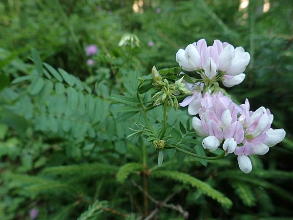 Securigera varia \ Bunte Kronwicke, Bunte Beilwicke / Purple Crownvetch, A Steiermark, Pernegg-Mixnitz 4.7.2019