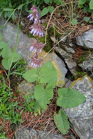 Salvia verticillata \ Quirl-Salbei / Whorled Sage, A Reichenau an der Rax 3.7.2020