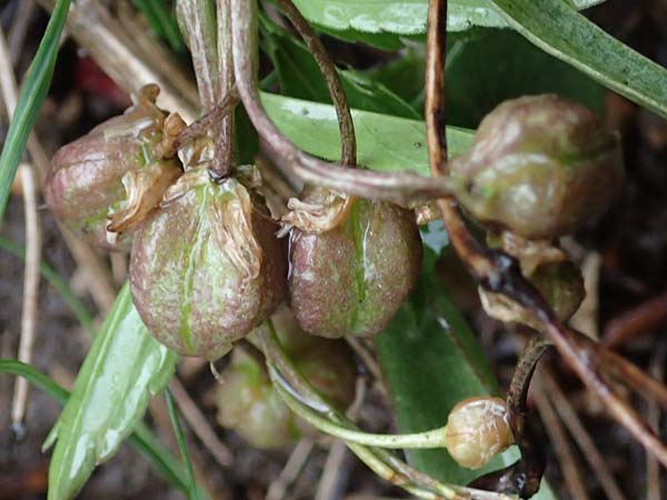 Scilla vindobonensis \ Wiener Blaustern / Vienna Squill, A Wien-Liesing 2.4.2023
