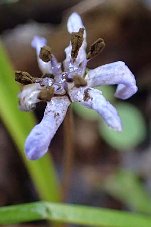 Scilla vindobonensis \ Wiener Blaustern / Vienna Squill, A Wolfsthal 2.4.2023