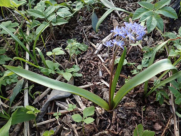 Scilla vindobonensis \ Wiener Blaustern / Vienna Squill, A Wolfsthal 2.4.2023