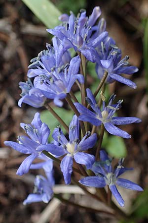 Scilla vindobonensis \ Wiener Blaustern / Vienna Squill, A Wolfsthal 2.4.2023