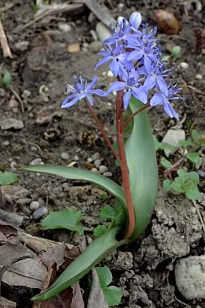 Scilla vindobonensis \ Wiener Blaustern / Vienna Squill, A Pielach 5.3.2024