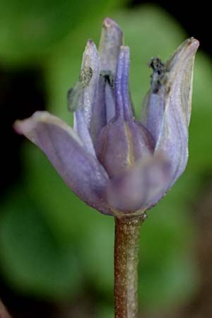 Scilla vindobonensis \ Wiener Blaustern / Vienna Squill, A Pielach 5.3.2024