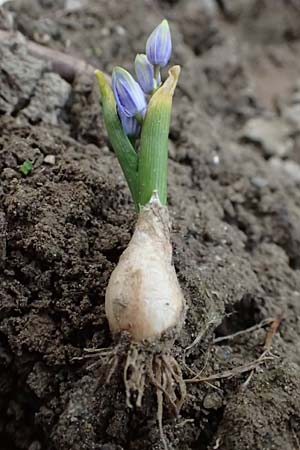 Scilla vindobonensis \ Wiener Blaustern / Vienna Squill, A Pielach 5.3.2024