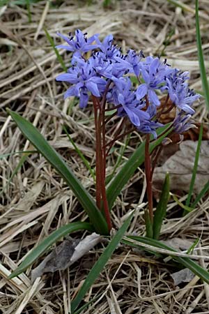 Scilla vindobonensis \ Wiener Blaustern / Vienna Squill, A Pielach 5.3.2024