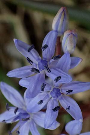 Scilla vindobonensis \ Wiener Blaustern / Vienna Squill, A Pielach 5.3.2024