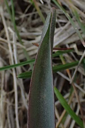 Scilla vindobonensis \ Wiener Blaustern / Vienna Squill, A Pielach 5.3.2024