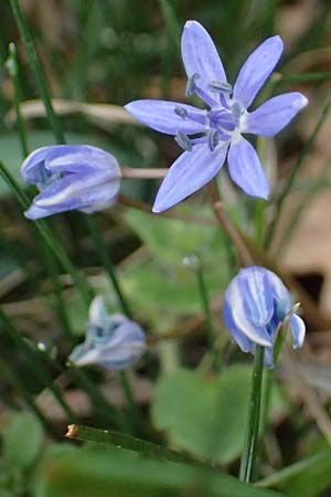Scilla vindobonensis \ Wiener Blaustern / Vienna Squill, A Gie&szlig;h&uuml;bl 7.3.2024