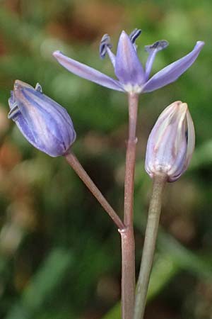 Scilla vindobonensis \ Wiener Blaustern / Vienna Squill, A Gie&szlig;h&uuml;bl 7.3.2024