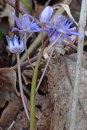 Scilla vindobonensis \ Wiener Blaustern / Vienna Squill, A Wolfsthal 7.3.2024