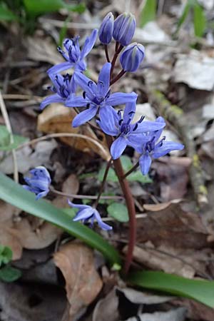 Scilla vindobonensis \ Wiener Blaustern / Vienna Squill, A Wolfsthal 7.3.2024