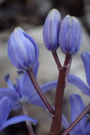Scilla vindobonensis \ Wiener Blaustern / Vienna Squill, A Wolfsthal 7.3.2024