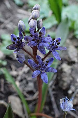Scilla vindobonensis \ Wiener Blaustern / Vienna Squill, A Wolfsthal 7.3.2024