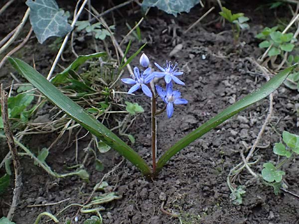 Scilla vindobonensis \ Wiener Blaustern / Vienna Squill, A Wolfsthal 7.3.2024
