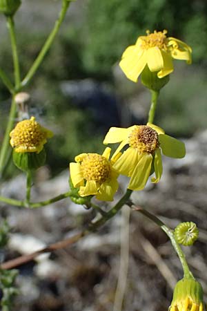 Senecio vernalis \ Frhlings-Greiskraut / Eastern Groundsel, A Hainburg 10.5.2025