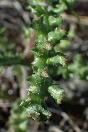 Senecio vernalis \ Frhlings-Greiskraut / Eastern Groundsel, A Hainburg 10.5.2025
