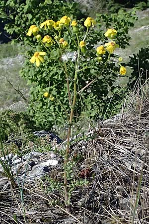 Senecio vernalis \ Frhlings-Greiskraut / Eastern Groundsel, A Hainburg 10.5.2025