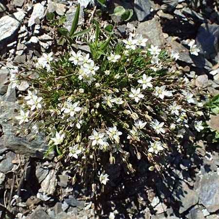 Sabulina verna s.l. \ H&uuml;gel-Fr&uuml;hlings-Miere / Hill Spring Sandwort, A Bad Gastein 29.6.2025