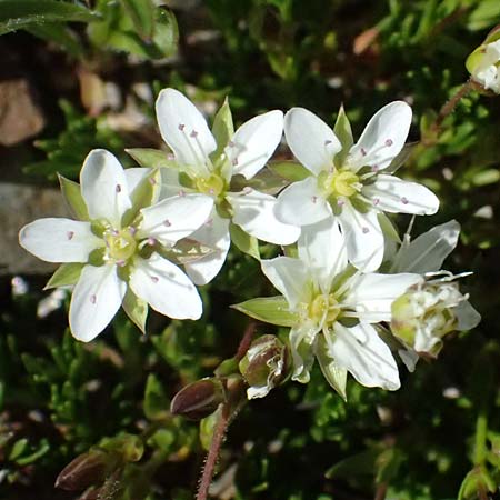 Sabulina verna s.l. \ H&uuml;gel-Fr&uuml;hlings-Miere / Hill Spring Sandwort, A Bad Gastein 29.6.2025