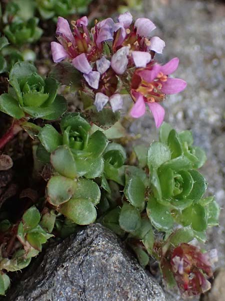 Saxifraga biflora \ Zweibl&uuml;ten-Steinbrech / Twinflower Saxifrage, A Gro&szlig;glockner 30.6.2025