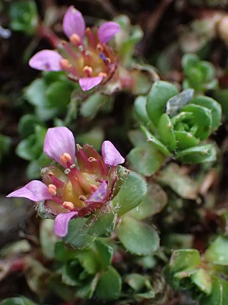 Saxifraga biflora \ Zweibl&uuml;ten-Steinbrech / Twinflower Saxifrage, A Gro&szlig;glockner 30.6.2025