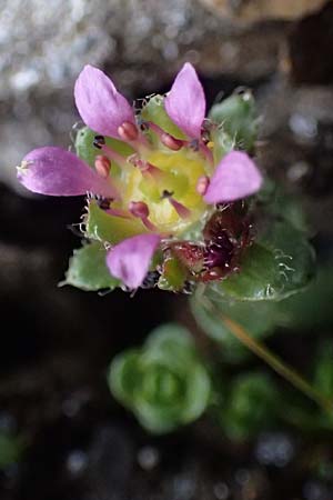 Saxifraga biflora \ Zweibl&uuml;ten-Steinbrech / Twinflower Saxifrage, A Gro&szlig;glockner 30.6.2025