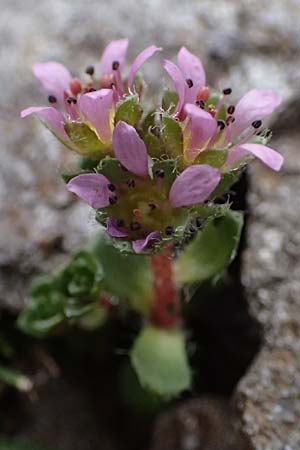 Saxifraga biflora \ Zweibl&uuml;ten-Steinbrech / Twinflower Saxifrage, A Gro&szlig;glockner 30.6.2025