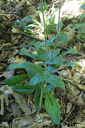 Silene viridiflora \ Gr&uuml;nbl&uuml;tiges Leimkraut / Green-Flowered Campion, A Stainzer Warte 16.6.2026