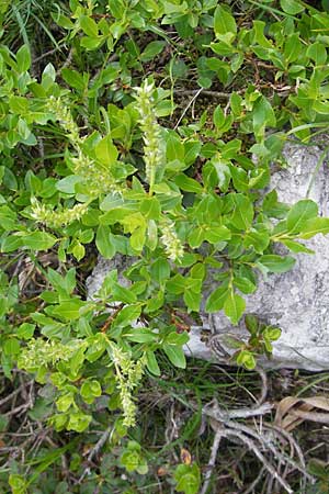 Salix waldsteiniana \ Waldsteins Weide, Bumchen-Weide / Waldstein's Willow, A Kärnten/Carinthia, Petzen 2.7.2010