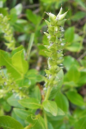 Salix waldsteiniana \ Waldsteins Weide, Bumchen-Weide / Waldstein's Willow, A Kärnten/Carinthia, Petzen 2.7.2010