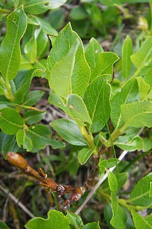 Salix waldsteiniana \ Waldsteins Weide, Bumchen-Weide / Waldstein's Willow, A Kärnten/Carinthia, Petzen 2.7.2010