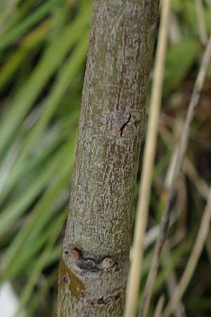 Salix waldsteiniana \ Waldsteins Weide, Bumchen-Weide / Waldstein's Willow, A Kärnten/Carinthia, Trögerner Klamm 18.5.2016