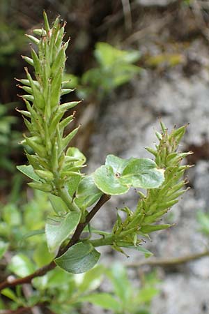 Salix waldsteiniana \ Waldsteins Weide, Bumchen-Weide / Waldstein's Willow, A Kärnten/Carinthia, Trögerner Klamm 18.5.2016