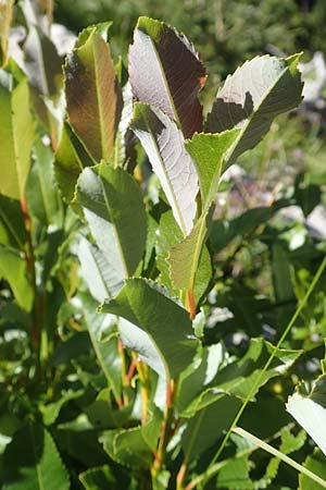 Salix waldsteiniana \ Waldsteins Weide, Bumchen-Weide / Waldstein's Willow, A Kärnten/Carinthia, Petzen 8.8.2016