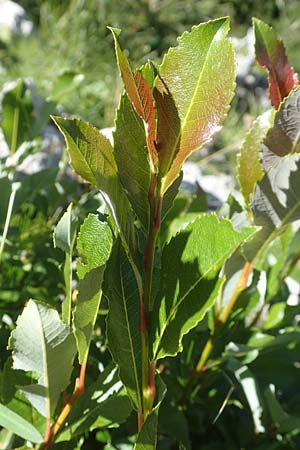 Salix waldsteiniana \ Waldsteins Weide, Bumchen-Weide / Waldstein's Willow, A Kärnten/Carinthia, Petzen 8.8.2016