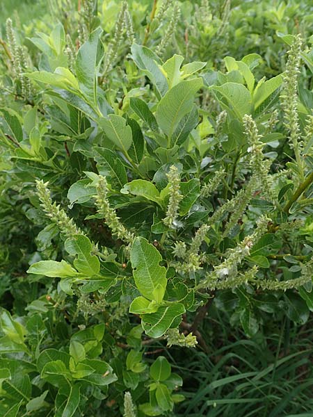 Salix waldsteiniana \ Waldsteins Weide, Bumchen-Weide / Waldstein's Willow, A Pusterwald, Eiskar 1.7.2019