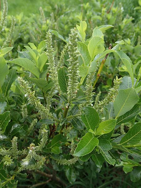 Salix waldsteiniana \ Waldsteins Weide, Bumchen-Weide / Waldstein's Willow, A Pusterwald, Eiskar 1.7.2019