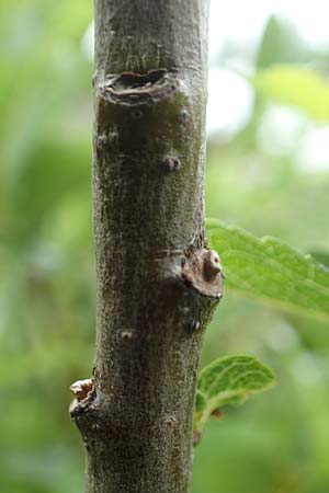 Salix waldsteiniana \ Waldsteins Weide, Bumchen-Weide / Waldstein's Willow, A Pusterwald, Eiskar 1.7.2019