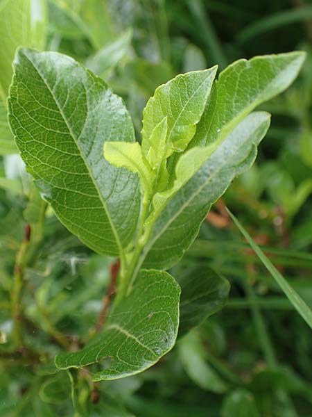 Salix waldsteiniana \ Waldsteins Weide, Bumchen-Weide / Waldstein's Willow, A Pusterwald, Eiskar 1.7.2019