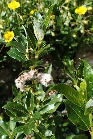 Salix waldsteiniana \ Waldsteins Weide, Bumchen-Weide / Waldstein's Willow, A Eisenerzer Reichenstein 28.7.2021