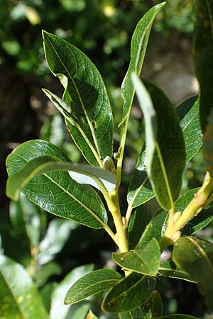 Salix waldsteiniana \ Waldsteins Weide, Bumchen-Weide / Waldstein's Willow, A Eisenerzer Reichenstein 28.7.2021