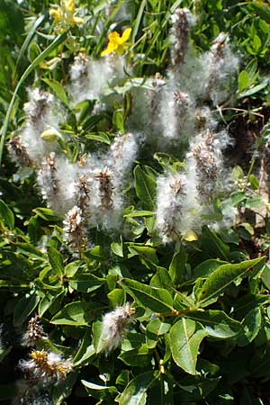 Salix waldsteiniana \ Waldsteins Weide, Bumchen-Weide / Waldstein's Willow, A Eisenerzer Reichenstein 28.7.2021