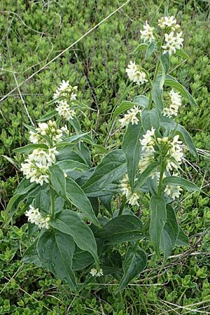 Vincetoxicum hirundinaria \ Schwalbenwurz / White Swallow Wort, A Siegendorf 13.5.2022