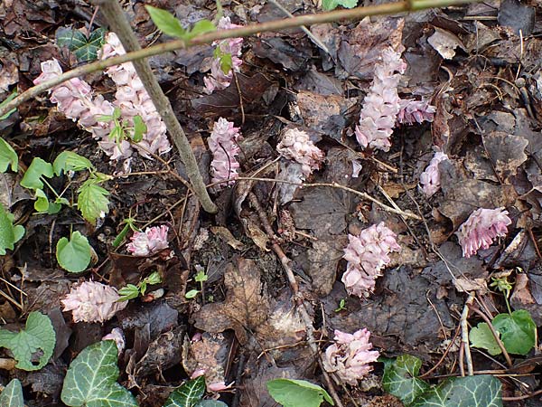 Lathraea squamaria \ Gewhnliche Schuppenwurz / Toothwort, A Wien-Lobau 2.4.2023