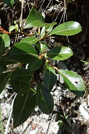Salix waldsteiniana \ Waldsteins Weide, Bumchen-Weide / Waldstein's Willow, A St. Gallen im Gesäuse 4.7.2024