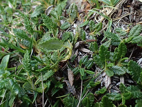 Dryas octopetala \ Silberwurz / Mountain Avens, A Admont 5.7.2024