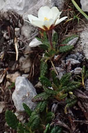 Dryas octopetala \ Silberwurz / Mountain Avens, A Admont 5.7.2024