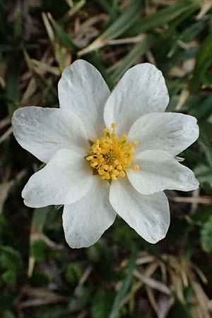 Dryas octopetala \ Silberwurz / Mountain Avens, A Admont 5.7.2024
